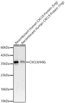 CXCL9/MIG Rabbit mAb