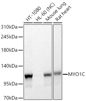 MYO1C Rabbit mAb