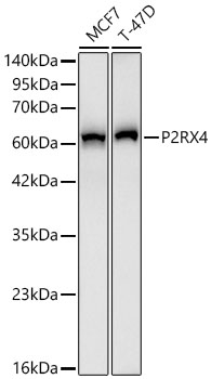 P2RX4 Rabbit mAb