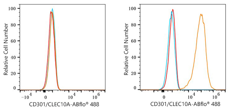 ABflo® 488 Rabbit anti-Human CD301/CLEC10A mAb