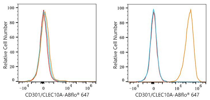 ABflo® 647 Rabbit anti-Human CD301/CLEC10A mAb