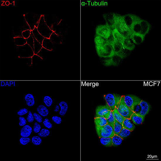 ZO-1 Rabbit mAb