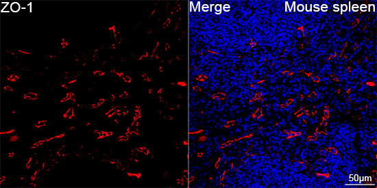 ZO-1 Rabbit mAb