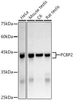 hnRNP E2/PCBP2 Rabbit pAb