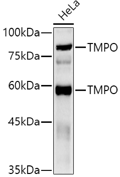 TMPO Rabbit pAb