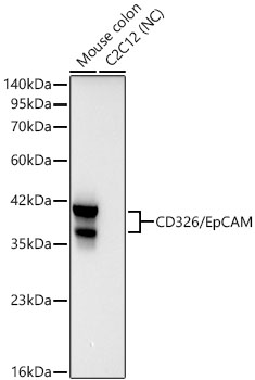 CD326/EpCAM Rabbit mAb