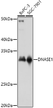 DNASE1 Rabbit pAb