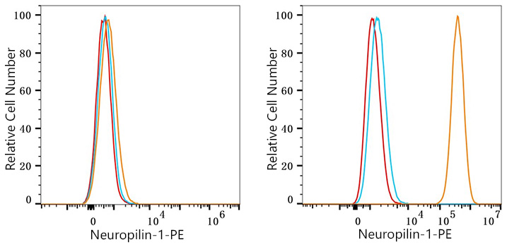 Neuropilin-1 Rabbit mAb