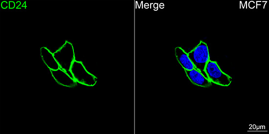 ABflo® 488 Rabbit anti-Human CD24 mAb