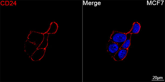 ABflo® 647 Rabbit anti-Human CD24 mAb