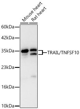 TRAIL/TNFSF10 Rabbit mAb