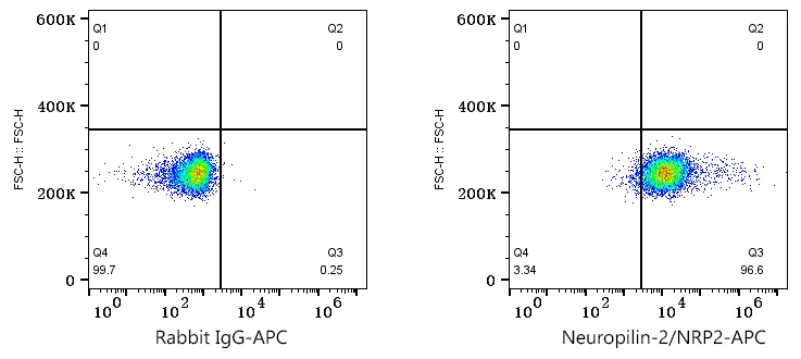 APC Rabbit anti-Human Neuropilin-2/NRP2 mAb