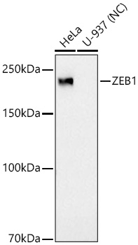 ZEB1 Rabbit mAb