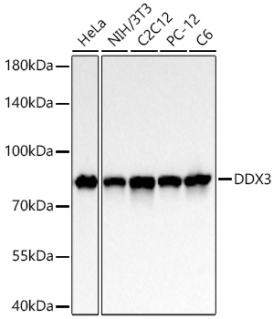 DDX3 Rabbit PolymAb®