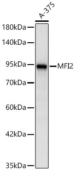 MFI2 Rabbit mAb