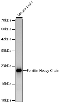 Ferritin Heavy Chain Rabbit PolymAb®