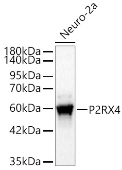 P2RX4 Rabbit PolymAb®