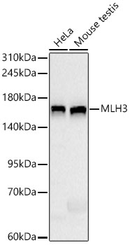 MLH3 Rabbit mAb