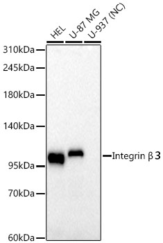 Integrin β３ Rabbit mAb