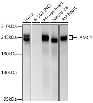 LAMC1 Rabbit mAb