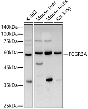 FCGR3A Rabbit pAb