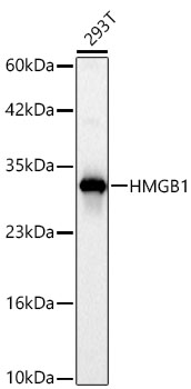 HMGB1 Rabbit pAb