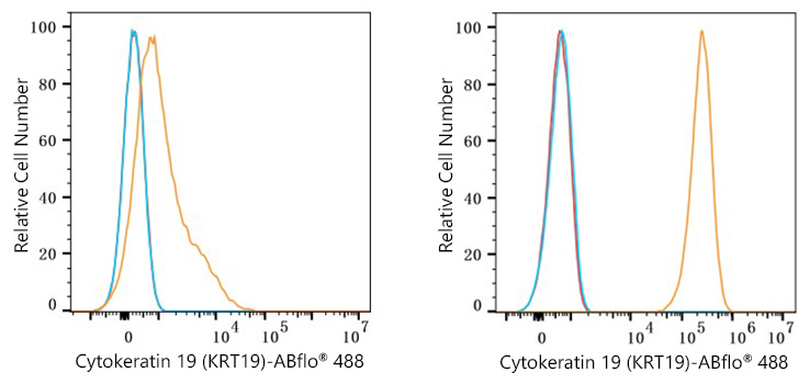 Cytokeratin 19 (KRT19) Rabbit mAb