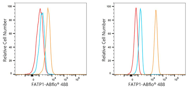 ABflo® 488 Rabbit anti-Human FATP1 mAb