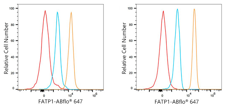 ABflo® 647 Rabbit anti-Human FATP1 mAb