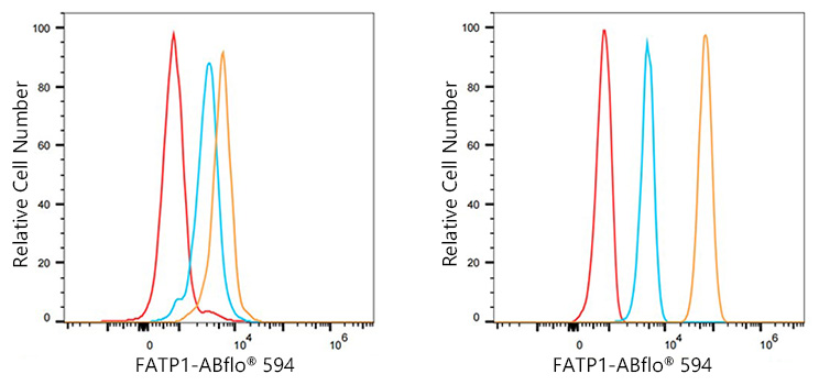 ABflo® 594 Rabbit anti-Human FATP1 mAb