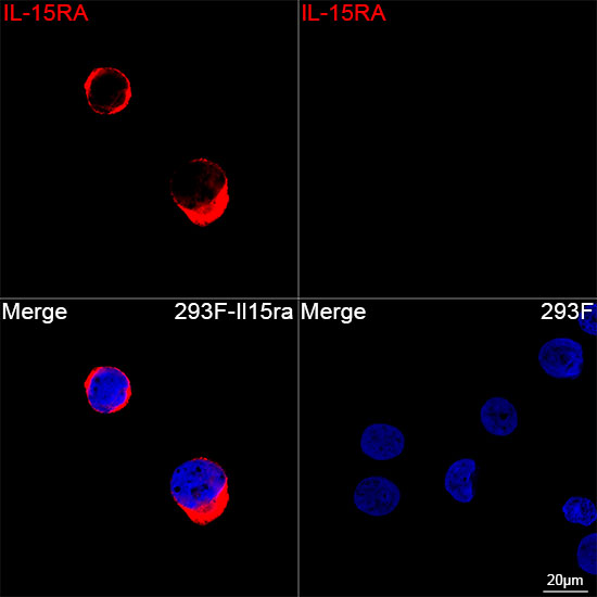 IL-15RA Rabbit mAb