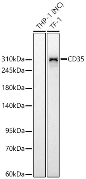 CD35 Rabbit mAb