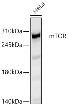 mTOR Rabbit mAb