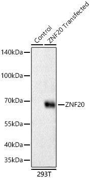 ZNF20 Rabbit PolymAb®