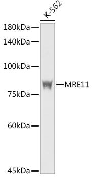 MRE11 Rabbit pAb