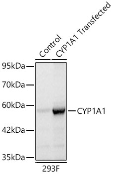 CYP1A1 Rabbit pAb