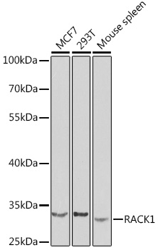 RACK1 Rabbit pAb