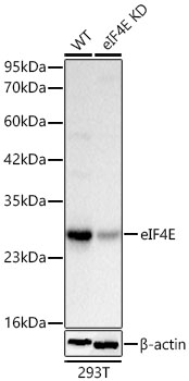 [KD Validated] eIF4E Rabbit mAb