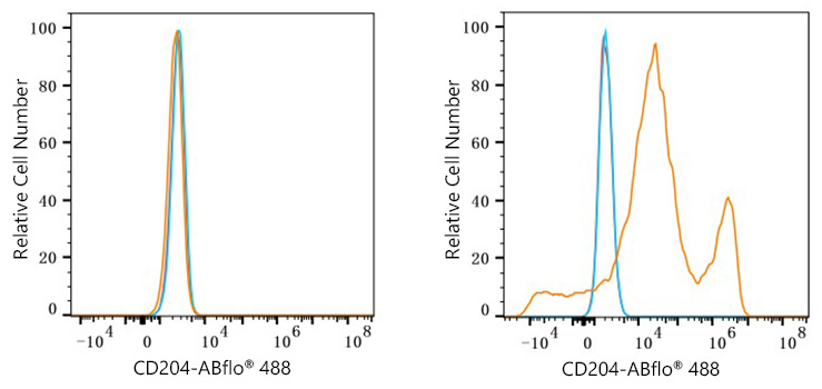 ABflo® 488 Rabbit anti-Human CD204 mAb