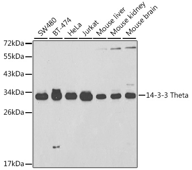 14-3-3 Theta Rabbit pAb