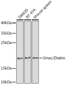 Smac/Diablo Rabbit pAb