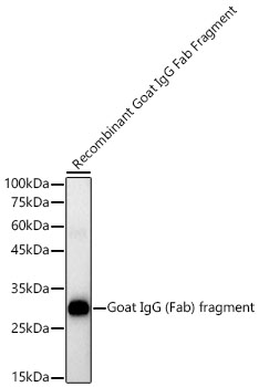 Rabbit Anti-Goat IgG (Fab) fragment mAb