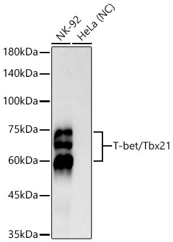 T-bet/Tbx21 Rabbit mAb