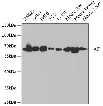 [KO Validated] AIF Rabbit pAb