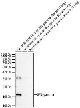 IFN-gamma Rabbit mAb