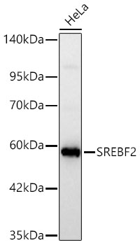 SREBF2 Rabbit pAb