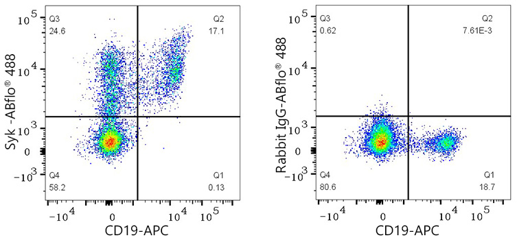 ABflo® 488 Rabbit anti-Human Syk mAb