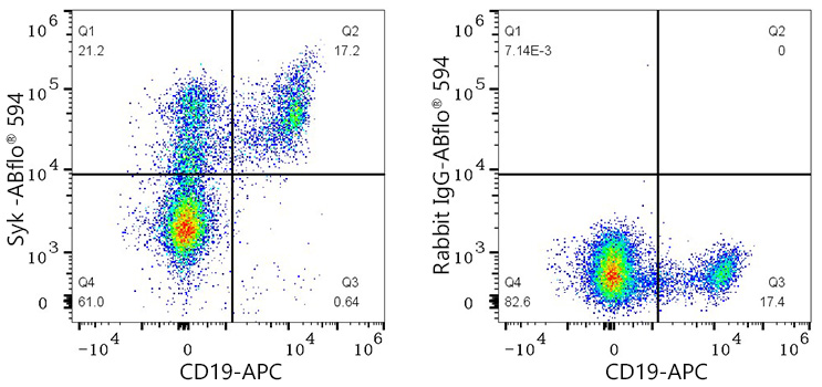 ABflo® 594 Rabbit anti-Human Syk mAb