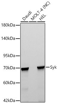 syk ページ Purified anti-Syk Antibody anti-Syk - SYK-01