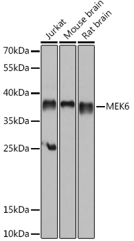 MEK6 Rabbit pAb